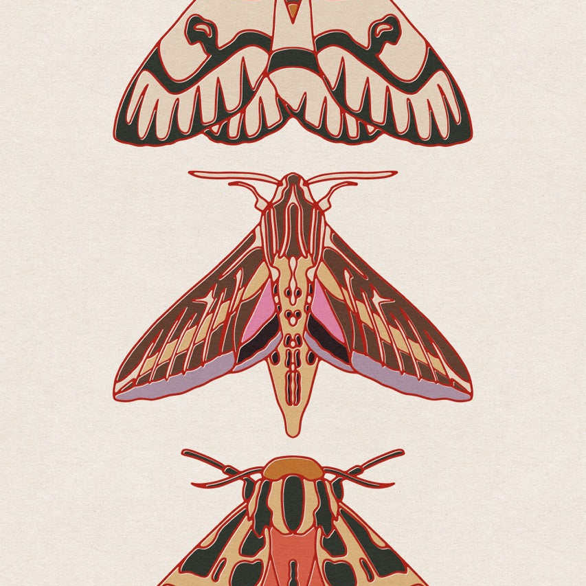 Three Moth Art Print