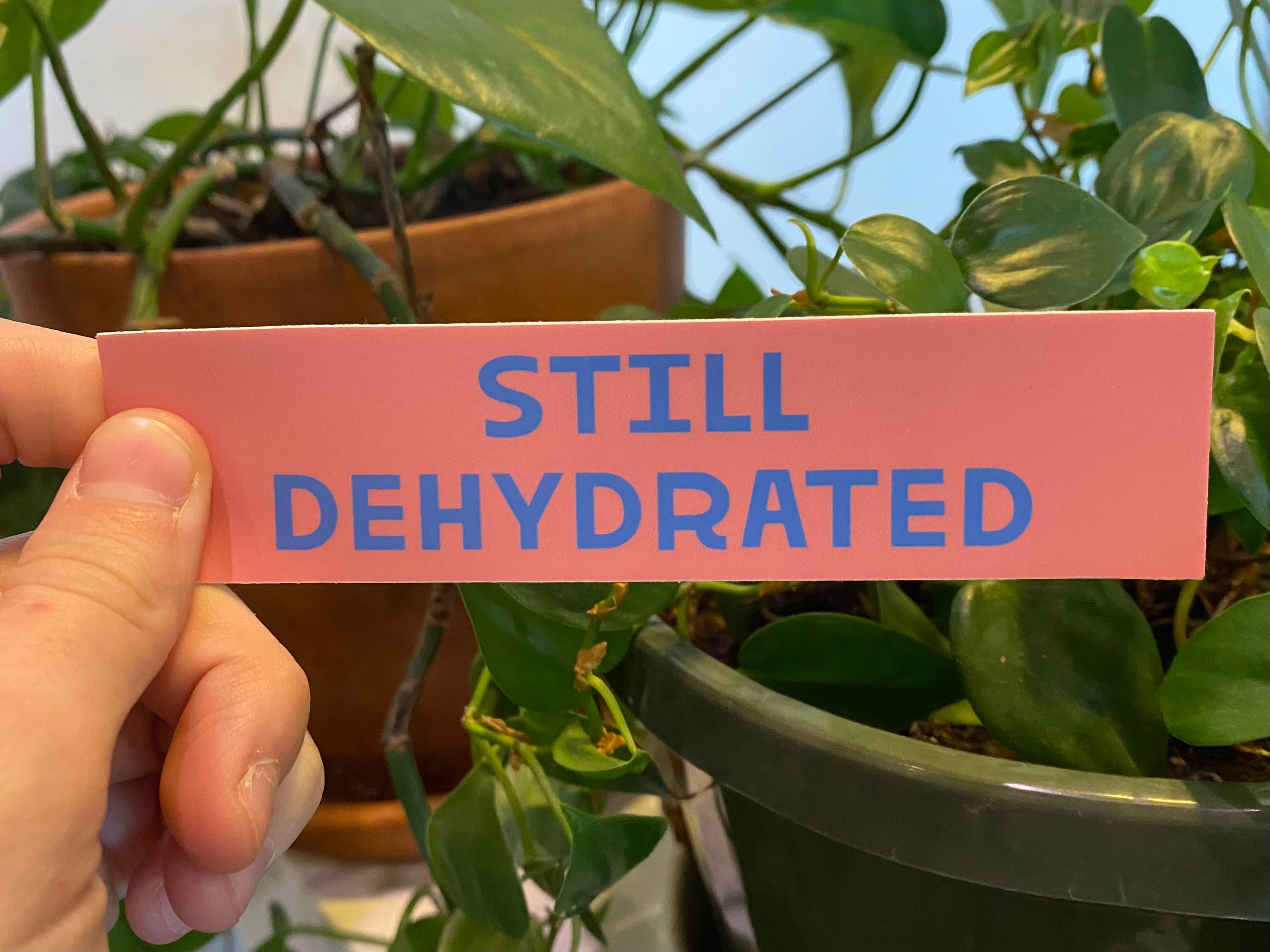Rectangular 5” by 1.25” size pink vinyl sticker with blue block “Still Dehydrated” text. Sticker is held by somebody’s hand in front of a variety of green plants.