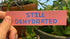 Rectangular 5” by 1.25” size pink vinyl sticker with blue block “Still Dehydrated” text. Sticker is held by somebody’s hand in front of a variety of green plants.